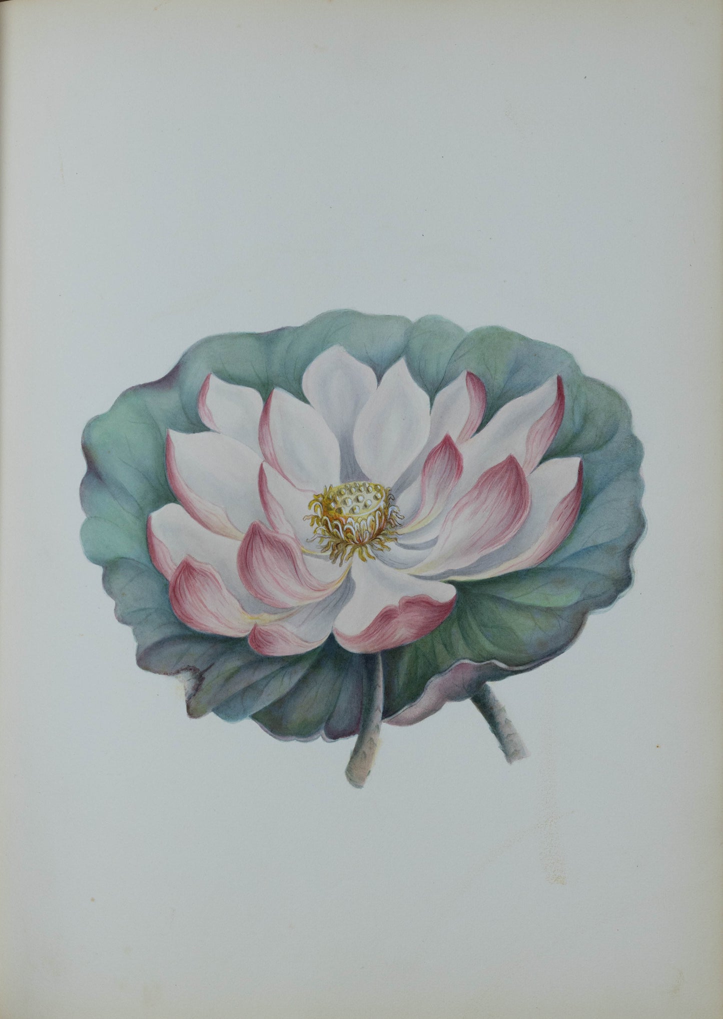 Deborah Gillingham. Nelumbium. 1870.