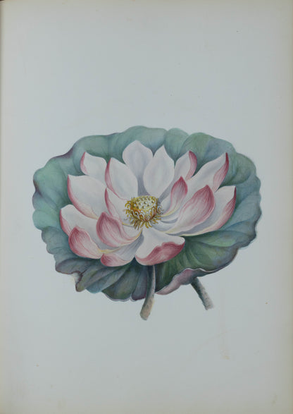 Deborah Gillingham. Nelumbium. 1870.