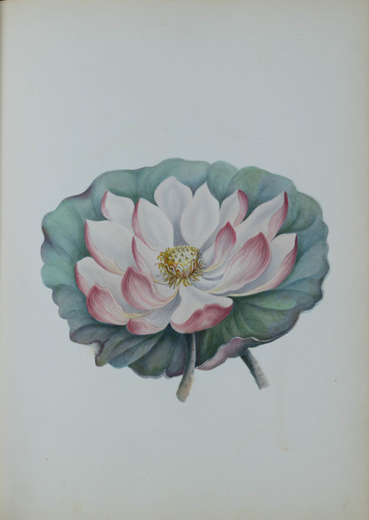 Deborah Gillingham. Nelumbium. 1870.