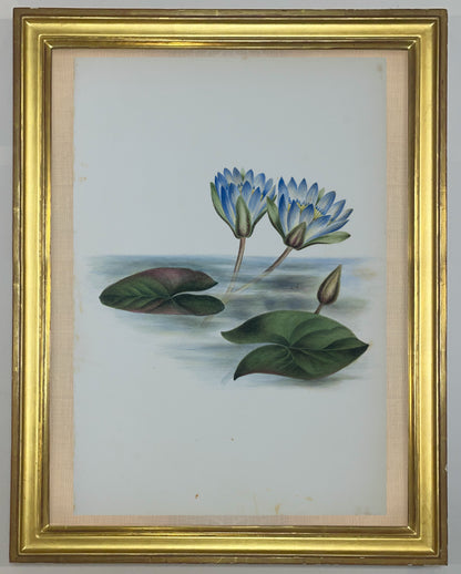 Deborah Gillingham. Nymphaea Caerulea. 1870.