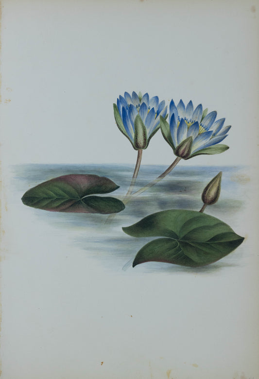 Deborah Gillingham. Nymphaea Caerulea. 1870.