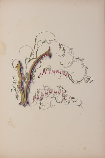 Deborah Gillingham. Nymphaea Visacolor. 1870.