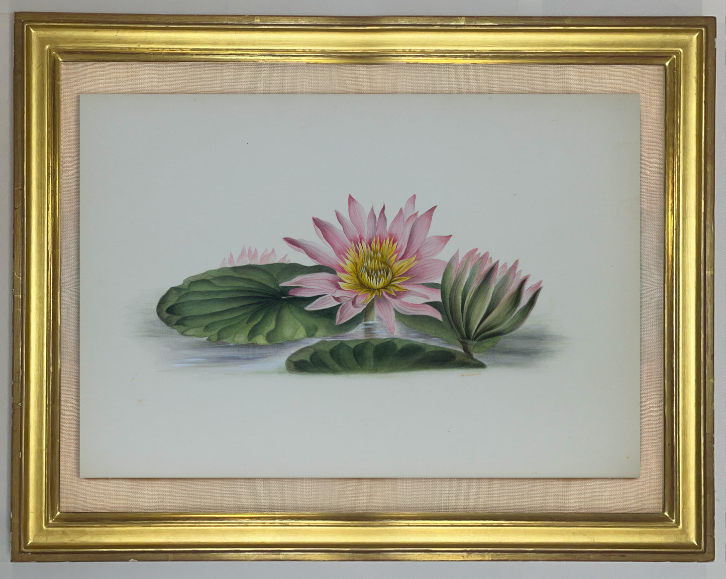 Deborah Gillingham. Nymphaea Visacolor. 1870.