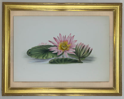 Deborah Gillingham. Nymphaea Visacolor. 1870.