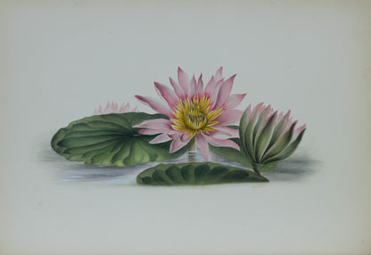 Deborah Gillingham. Nymphaea Visacolor. 1870.