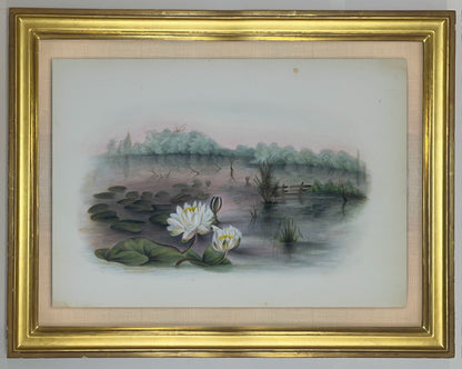 Deborah Gillingham. Nymphaia Odorata. 1870.