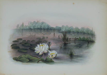 Deborah Gillingham. Nymphaia Odorata. 1870.