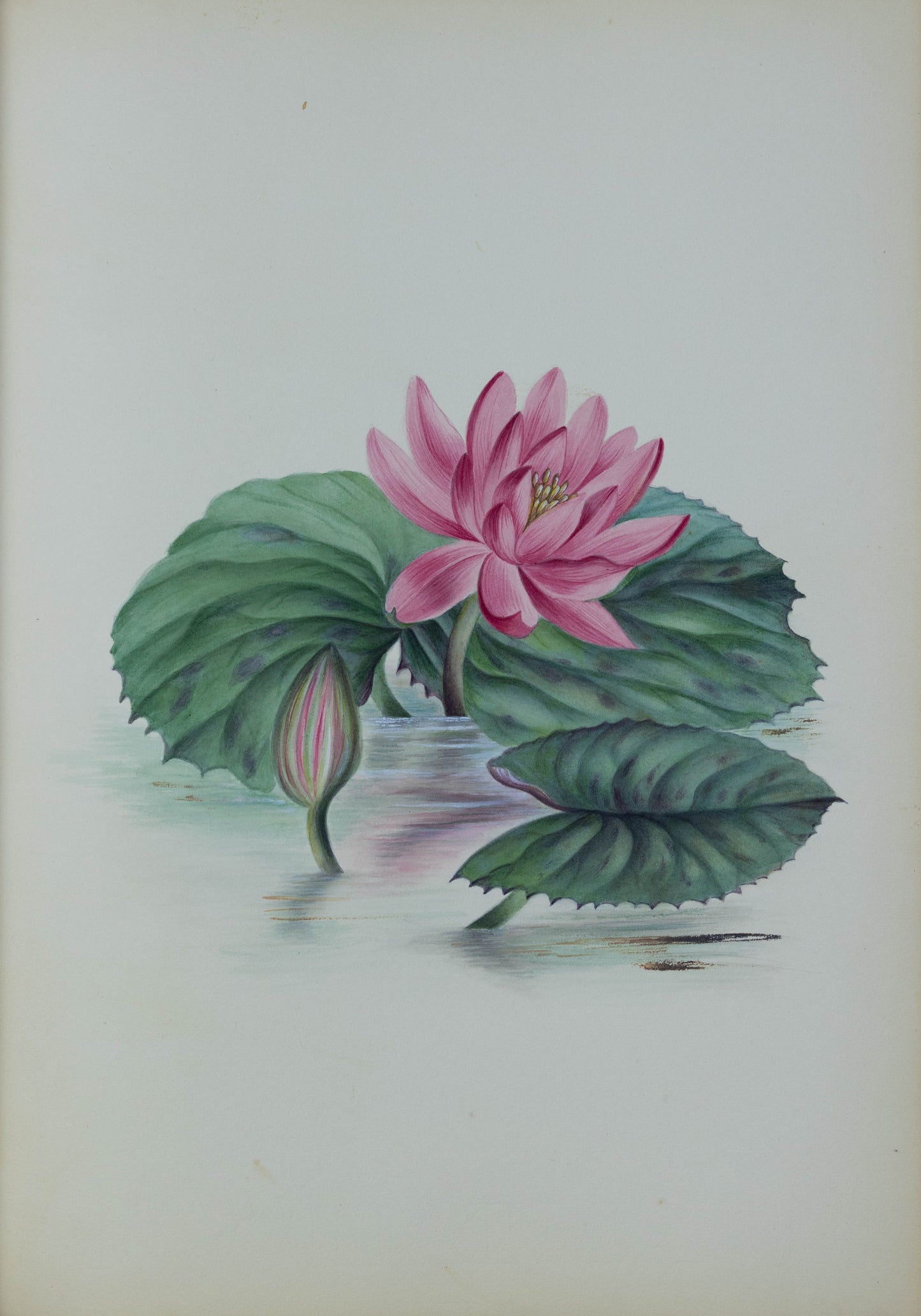 Deborah Gillingham. Nymphaia Rubra. 1870.