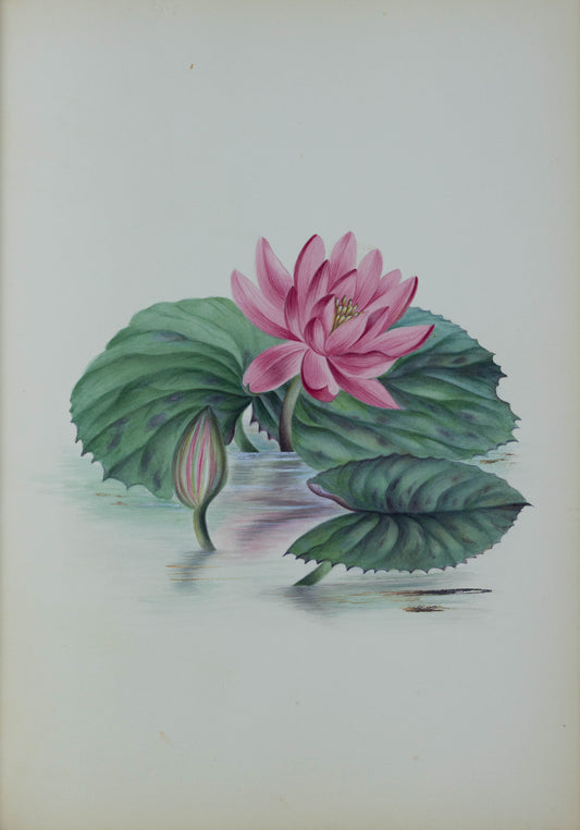 Deborah Gillingham. Nymphaia Rubra. 1870.