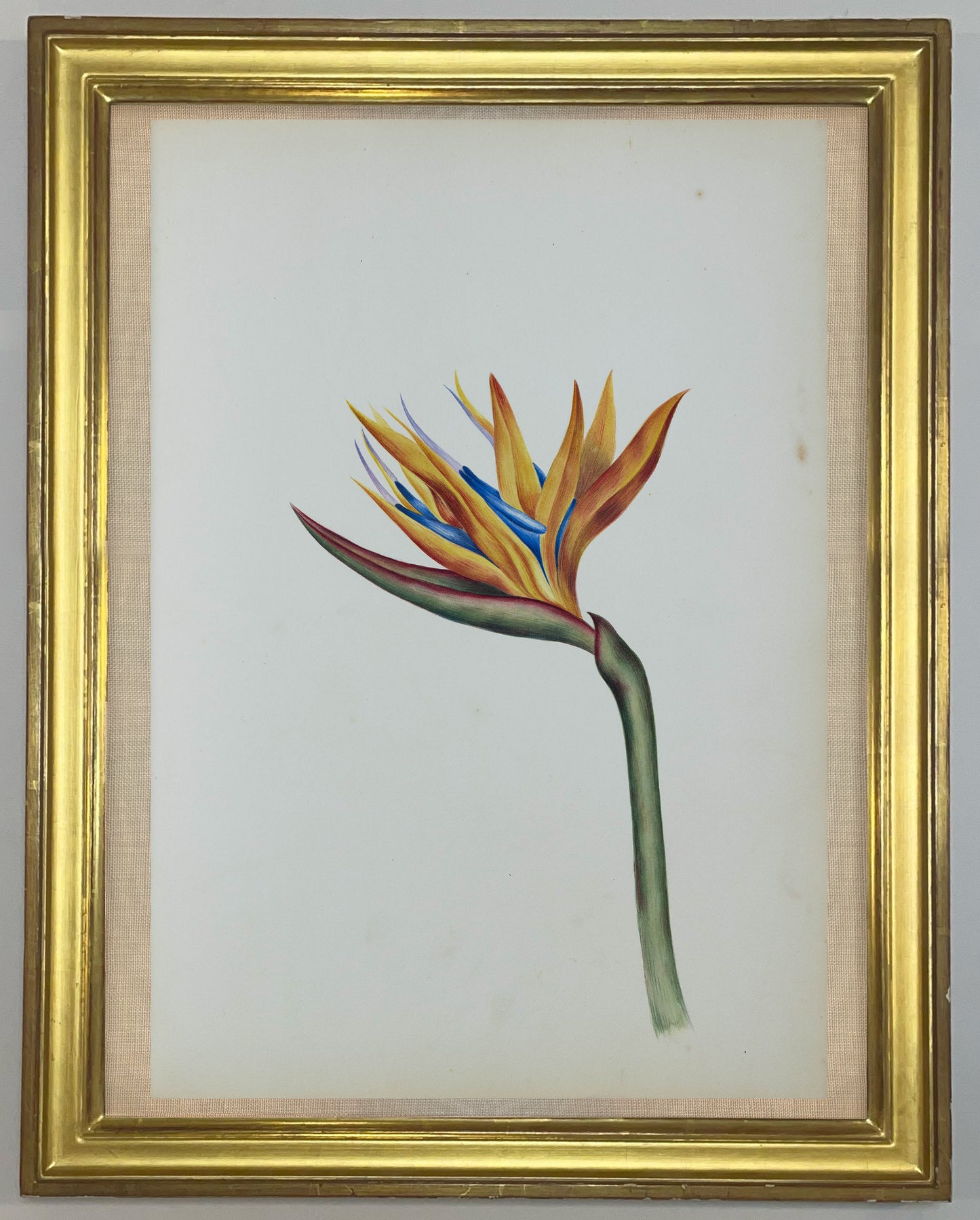 Deborah Gillingham. Strelitzia Reginae. 1870.