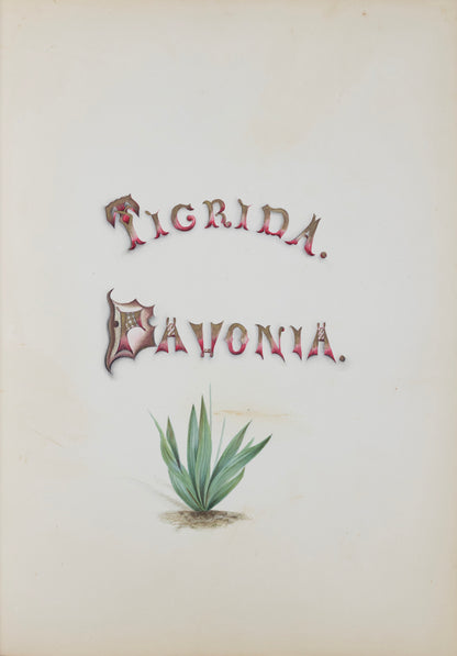 Deborah Gillingham. Tigridia Conchiflora. 1870.