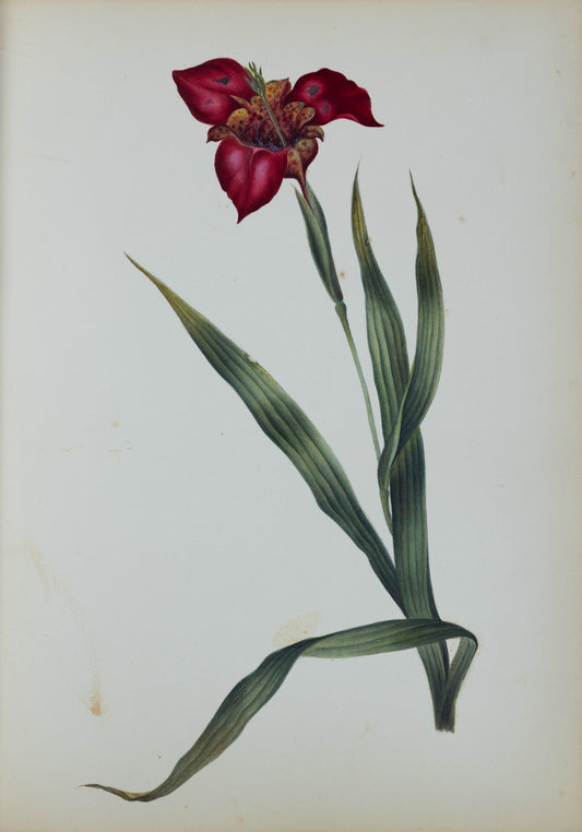 Deborah Gillingham. Tigrida Pavonia. 1870.