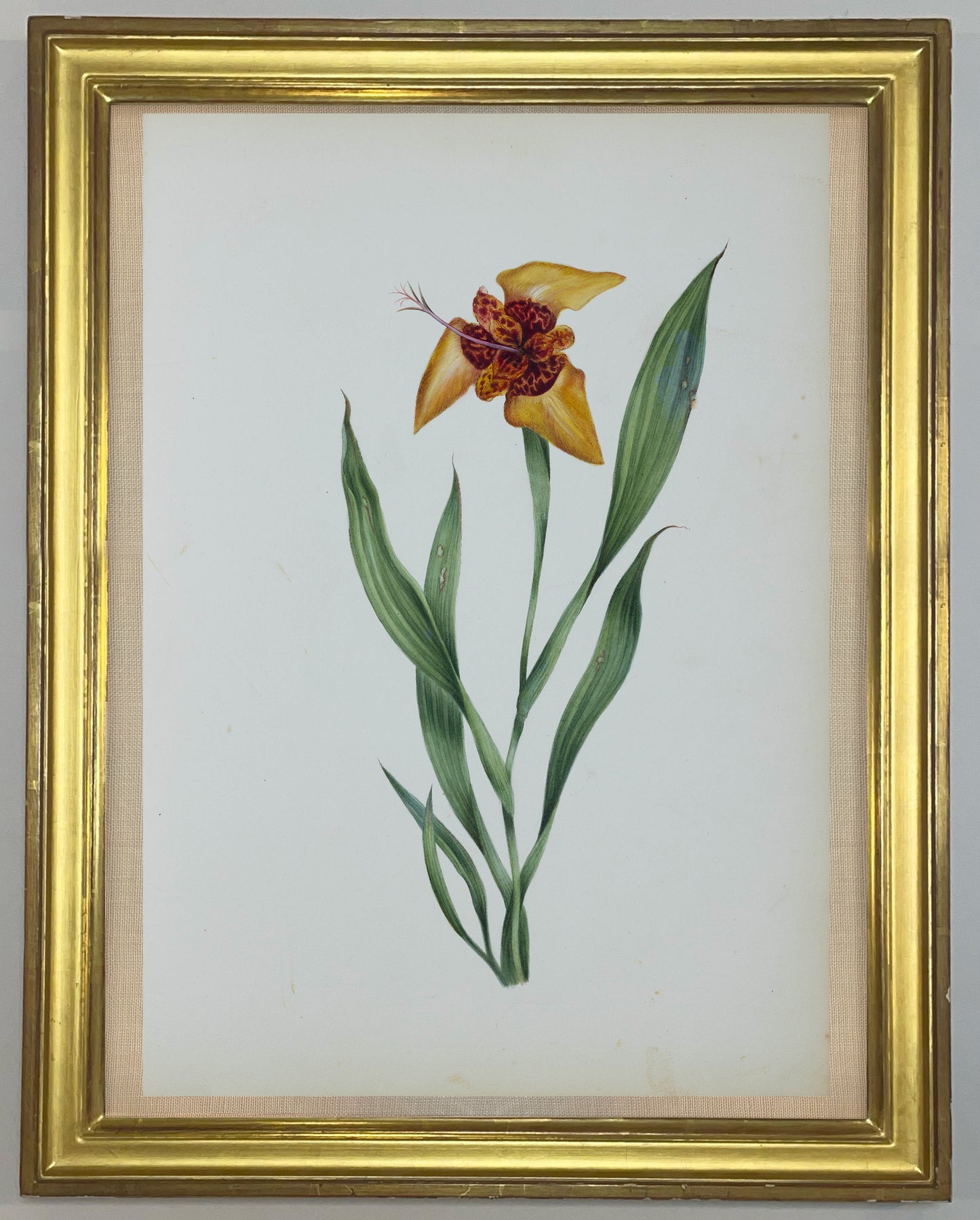 Deborah Gillingham. Tigridia Conchiflora. 1870.
