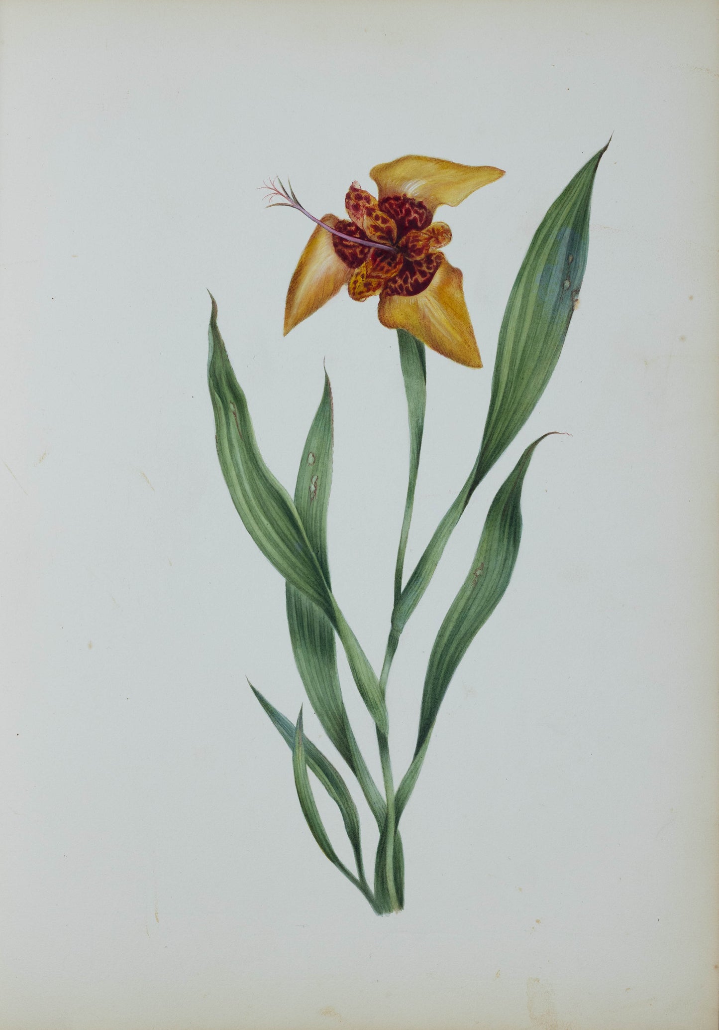Deborah Gillingham. Tigridia Conchiflora. 1870.