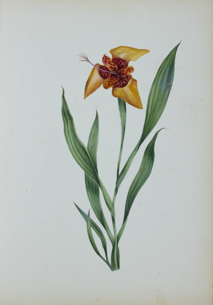 Deborah Gillingham. Tigridia Conchiflora. 1870.