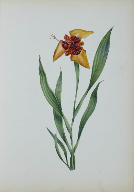 Deborah Gillingham. Tigridia Conchiflora. 1870.