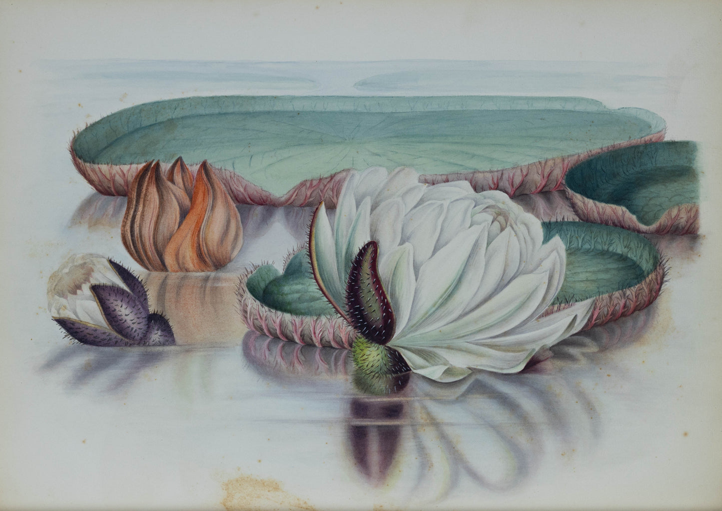 Deborah Gillingham. Victoria Regia. 1870.
