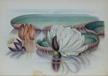 Deborah Gillingham. Victoria Regia. 1870.