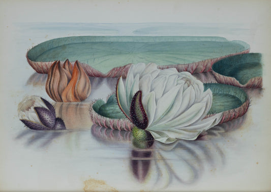 Deborah Gillingham. Victoria Regia. 1870.