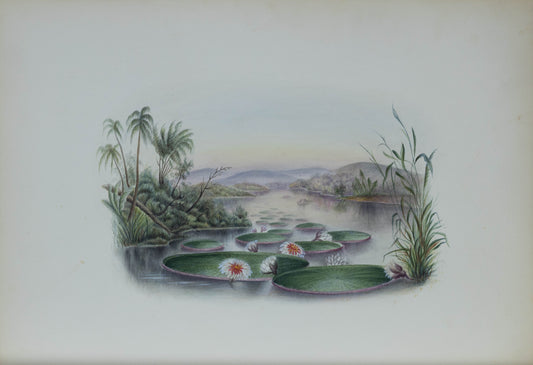 Deborah Gillingham. Victoria Regia. 1870.