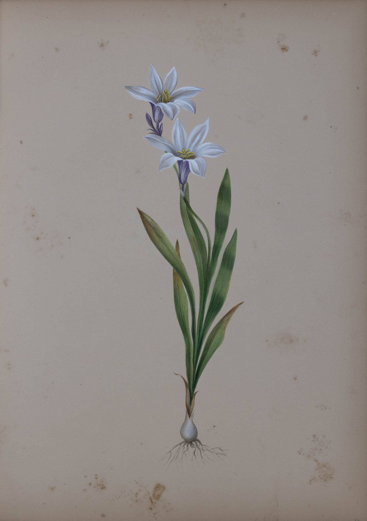 Deborah Gillingham. Ixia Liliaco. 1870.