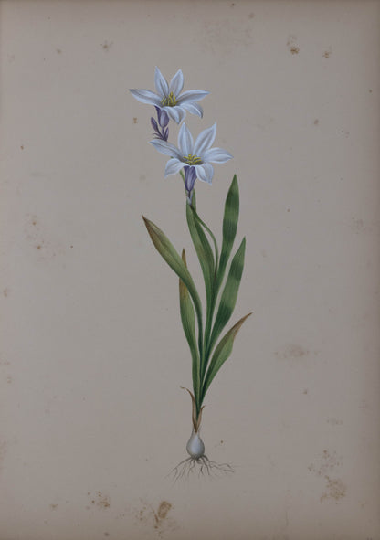 Deborah Gillingham. Ixia Liliaco. 1870.