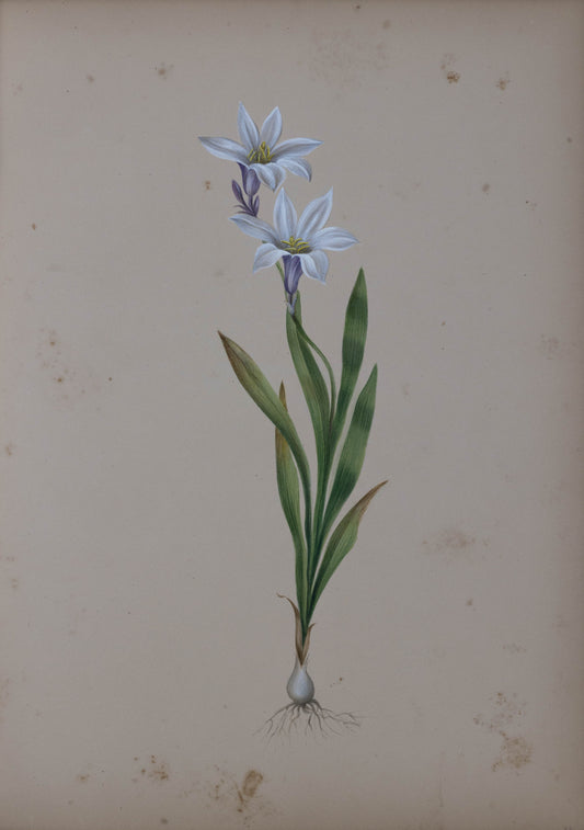 Deborah Gillingham. Ixia Liliaco. 1870.