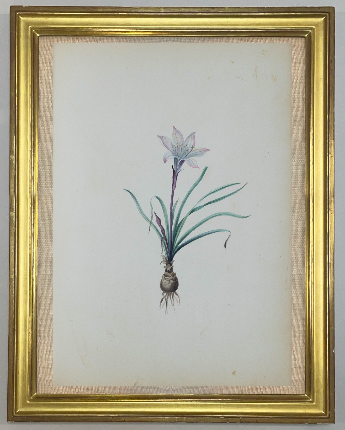 Deborah Gillingham. Amaryllis Atamasco. 1870.