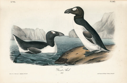 AUDUBON, John James (1785 - 1851), Great Auk (Plate 465), 1839-1844