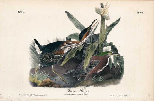 AUDUBON, John James (1785 - 1851), Green Heron (Plate 367), 1839-1844