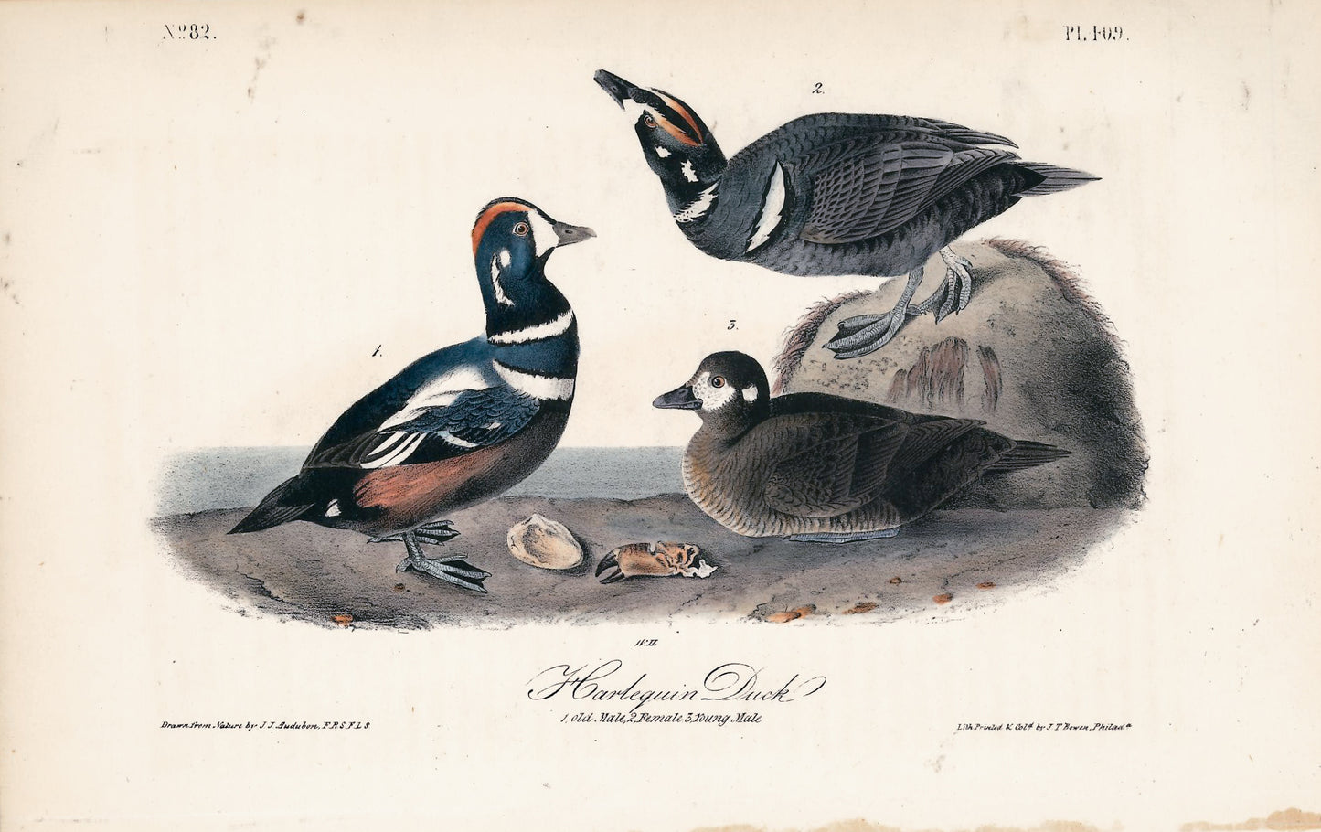 AUDUBON, John James (1785 - 1851), Harlequin Duck (Plate 409), 1839-1844