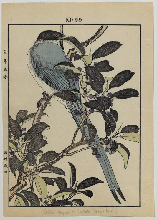 IMAO, Keinen (1845 -1924) Azure Winged Magpie, Eurya, No. 29 (Winter)