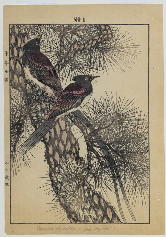IMAO, Keinen (1845 -1924) Paradise Flycatcher, Long Leaf Pine, No. 1 (Winter)