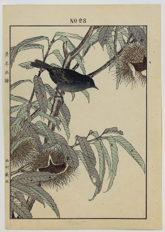 IMAO, Keinen (1845 -1924) Flycatcher, Chestnut, No. 23 (Autumn)