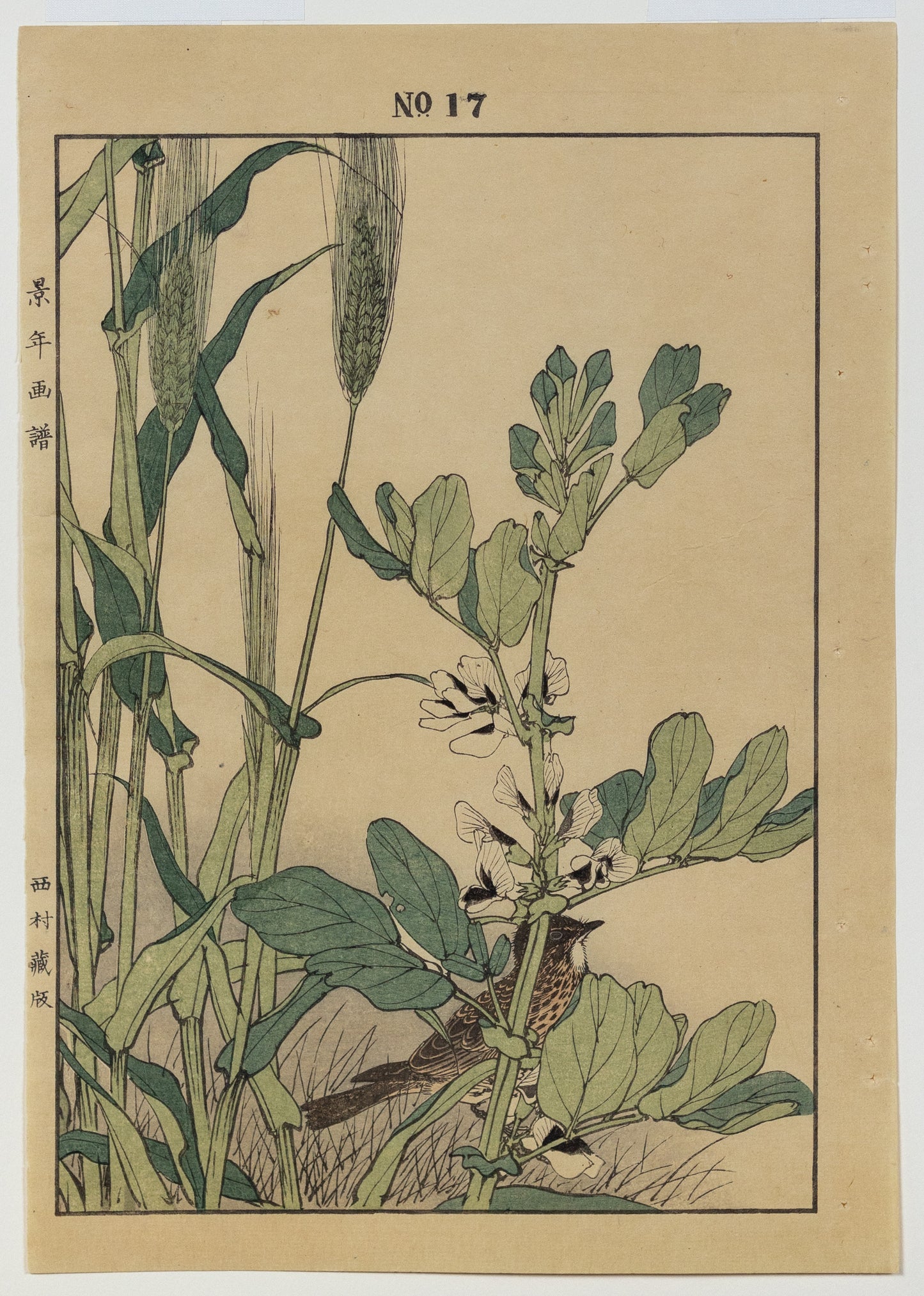 IMAO, Keinen (1845 -1924) Thrush, Wheat, No. 17 (Spring)