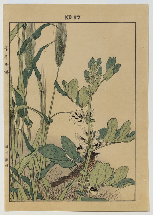 IMAO, Keinen (1845 -1924) Thrush, Wheat, No. 17 (Spring)