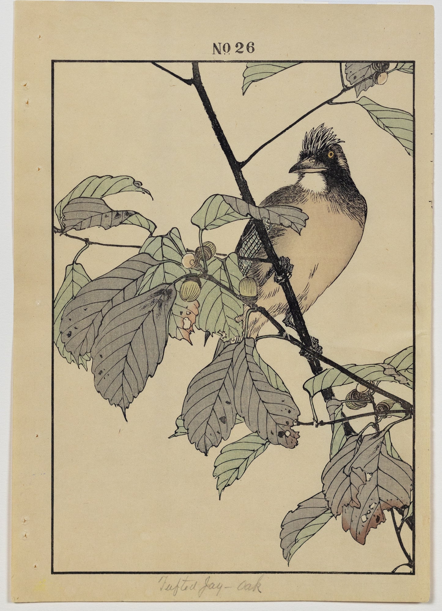 IMAO, Keinen (1845 -1924) Jay, Japanese Oak, No. 26 (Autumn)