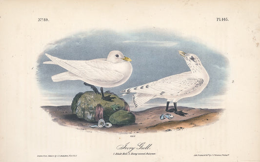 AUDUBON, John James (1785 - 1851), Ivory Gull (Plate 445), 1839-1844