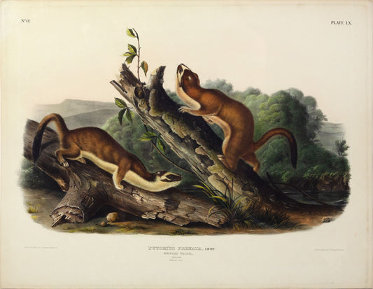 John James Audubon (1785-1851). Bridled Weasel, Plate 60. Viviparous Quadrupeds of North America.