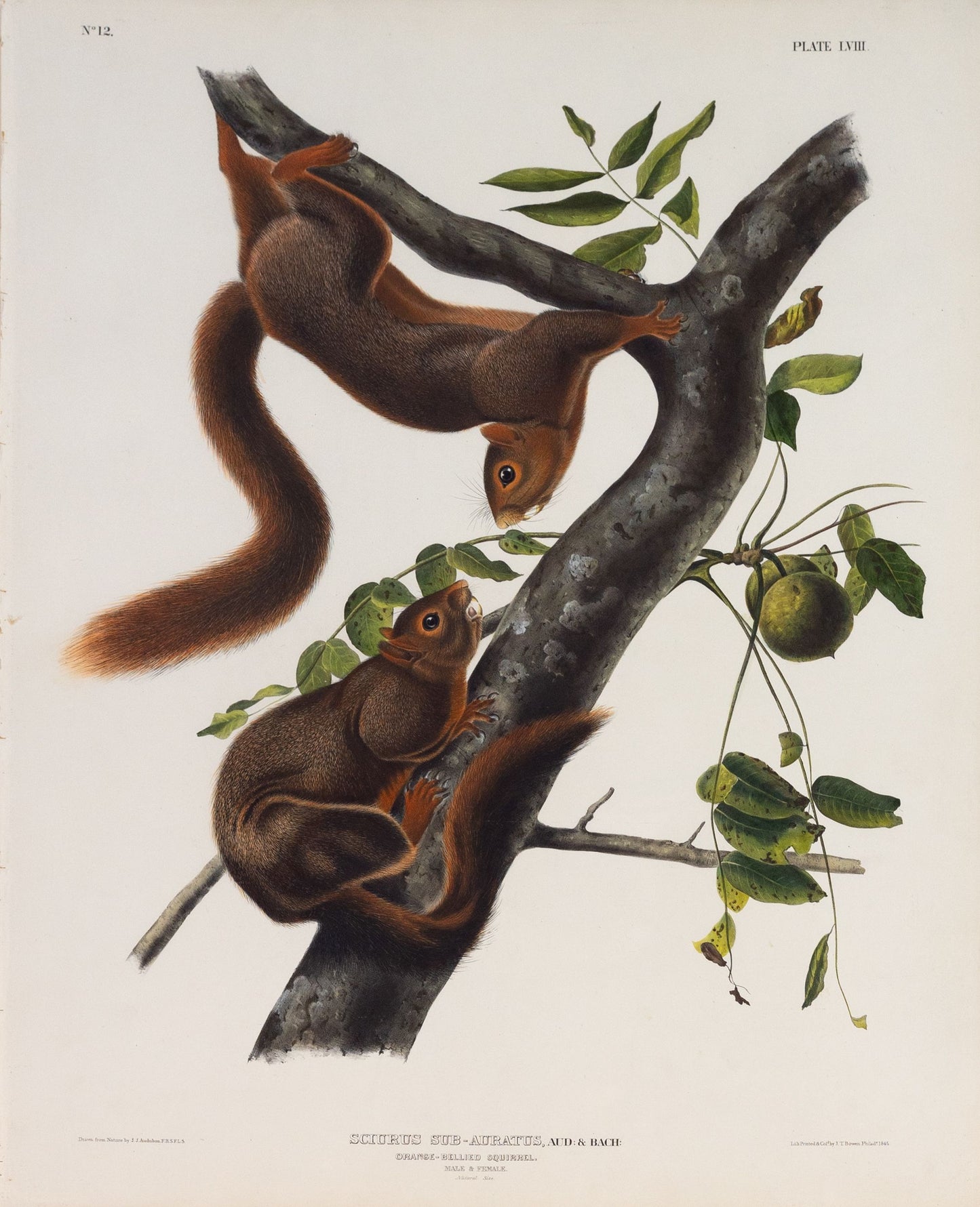 John James Audubon (1785-1851). Orange Bellied Squirrel, Plate 58. Viviparous Quadrupeds of North America.