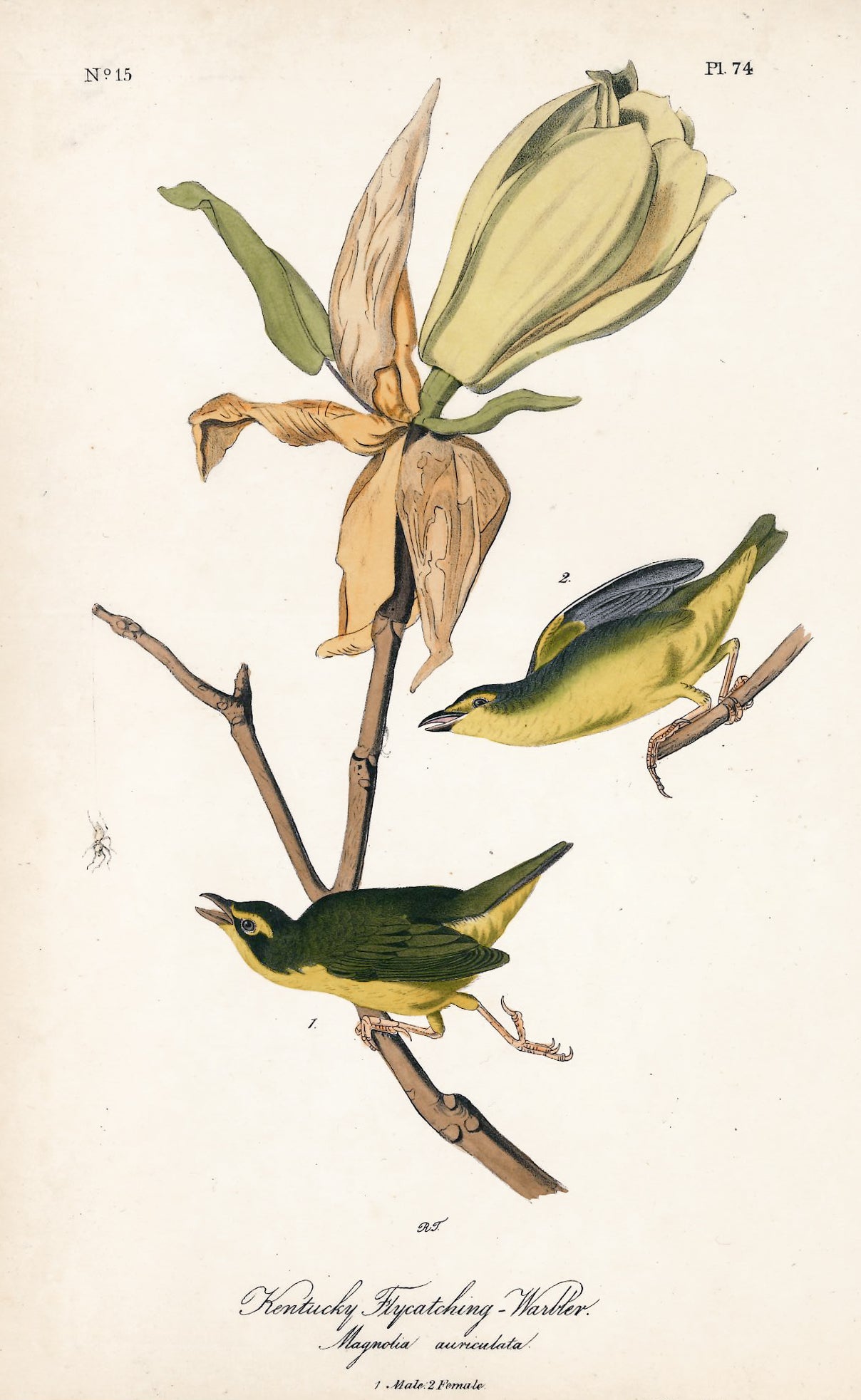 AUDUBON, John James (1785 - 1851), Kentucky Fly Catching Warbler (Plate 74), 1839-1844