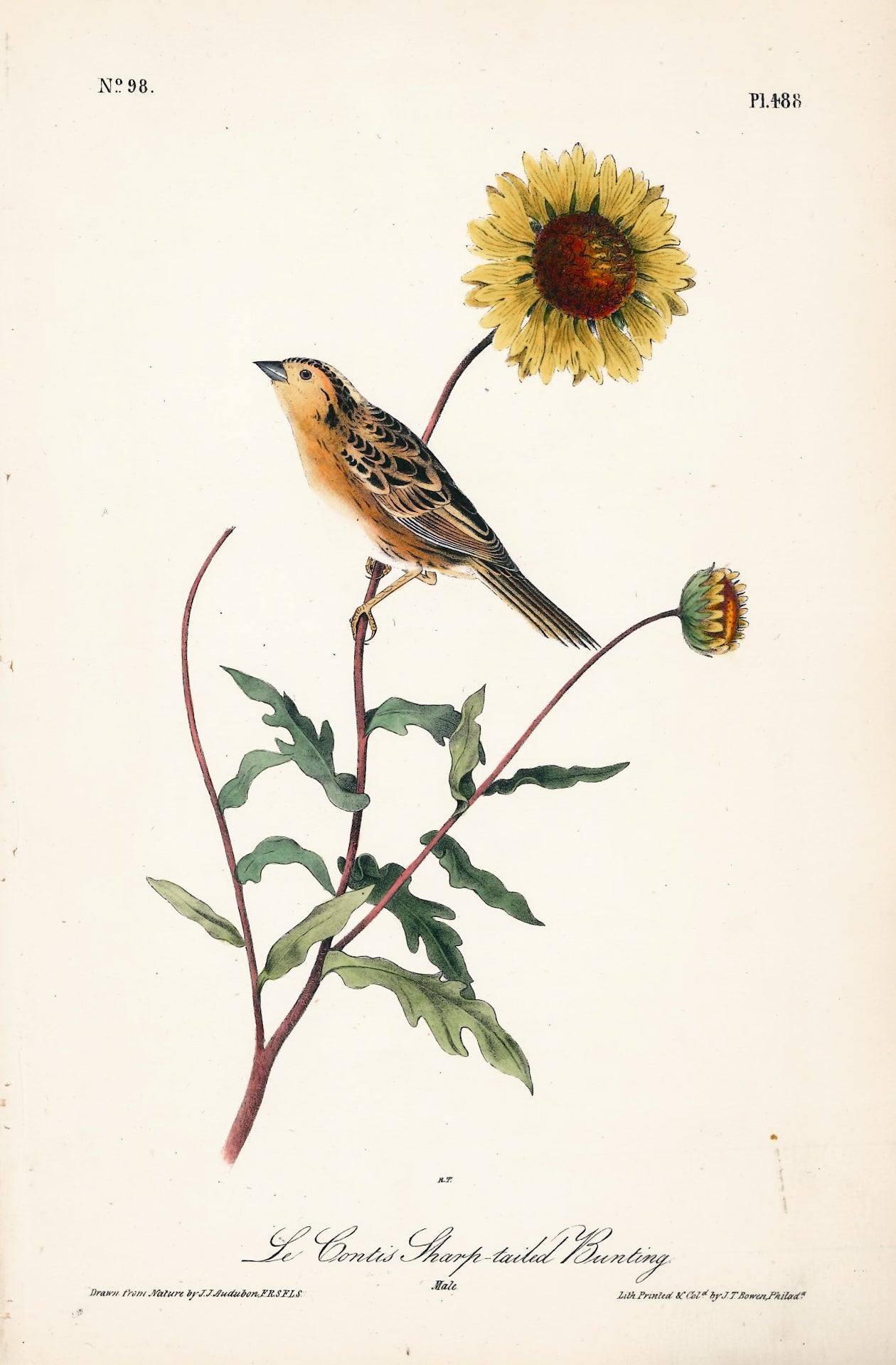 AUDUBON, John James (1785 - 1851), Le Conti's Sharp-Tailed Bunting (Plate 488), 1839-1844