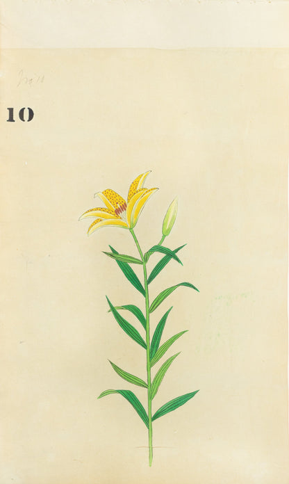 JAPANESE (Late 19th Century) - Lilies 10