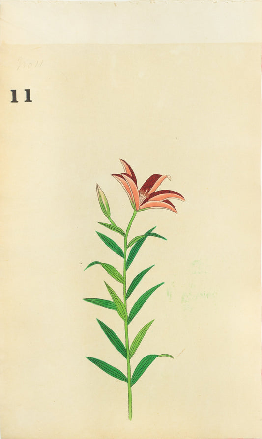 JAPANESE (Late 19th Century) - Lilies 11