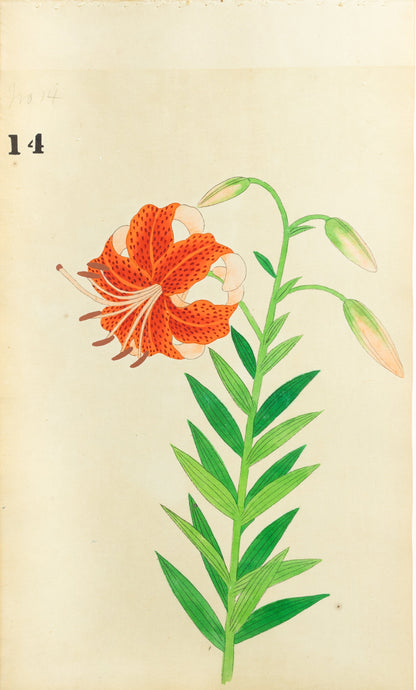 JAPANESE (Late 19th Century) - Lilies 12