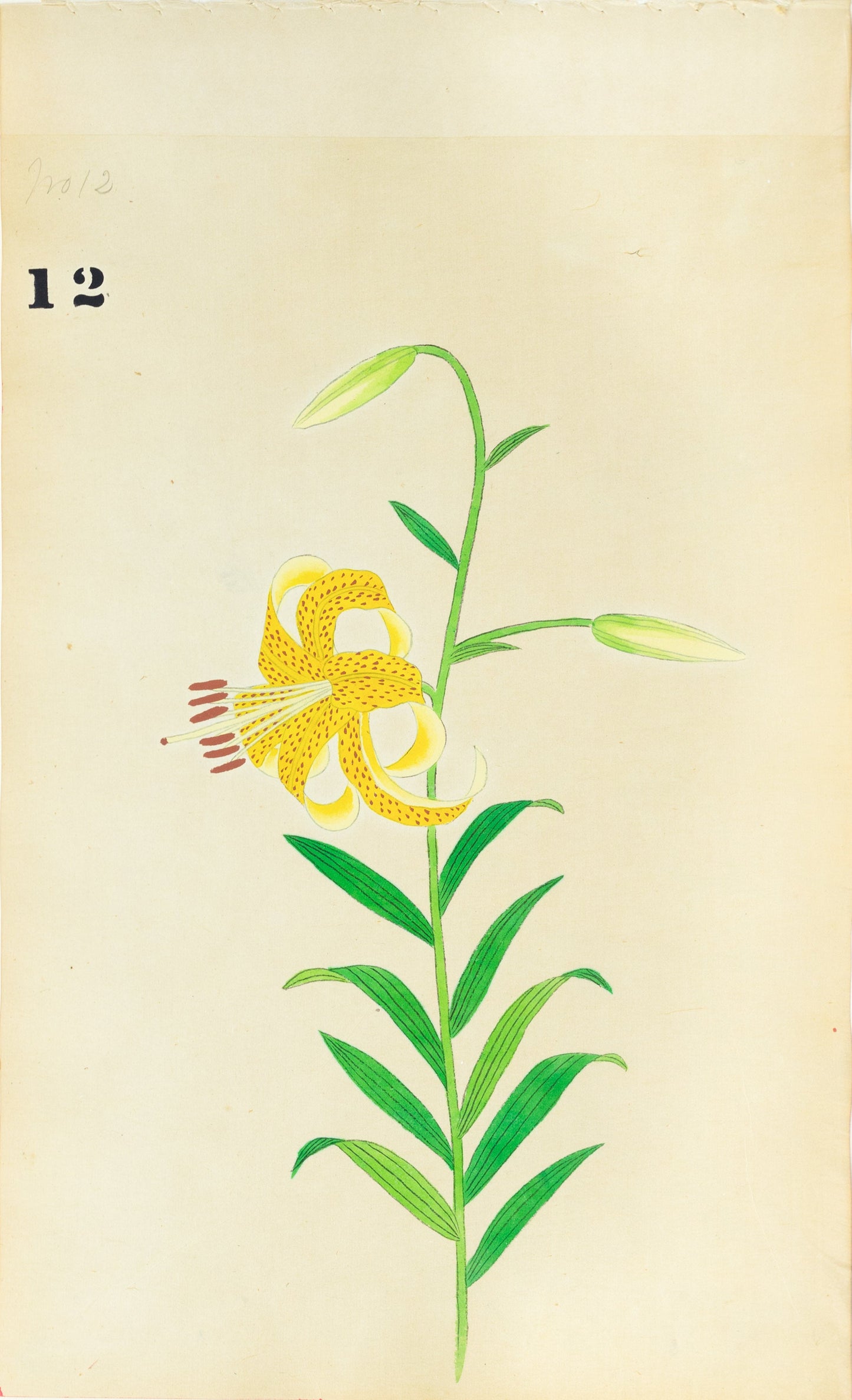 JAPANESE (Late 19th Century) - Lilies 13
