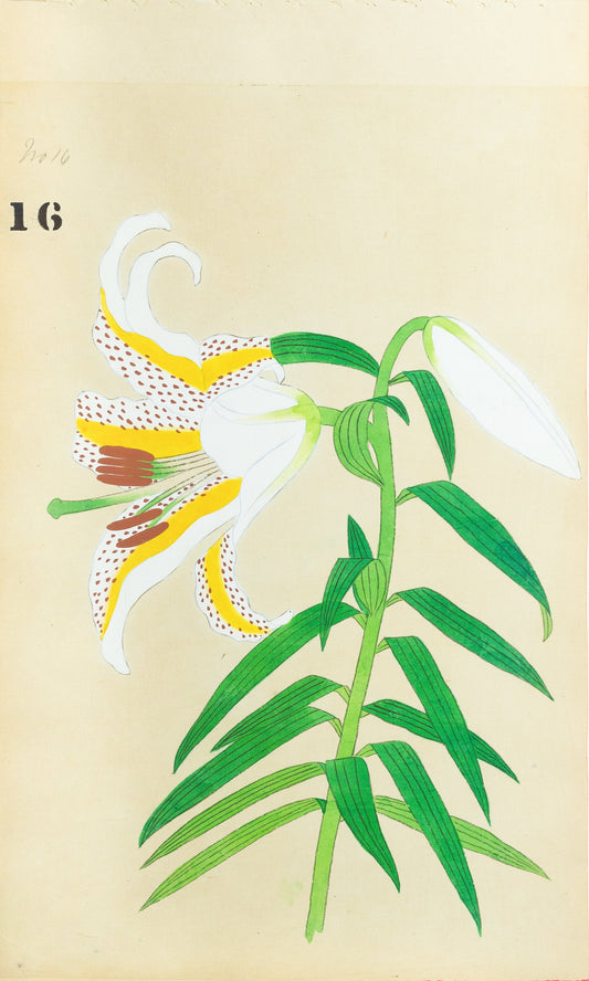 JAPANESE (Late 19th Century) - Lilies 16