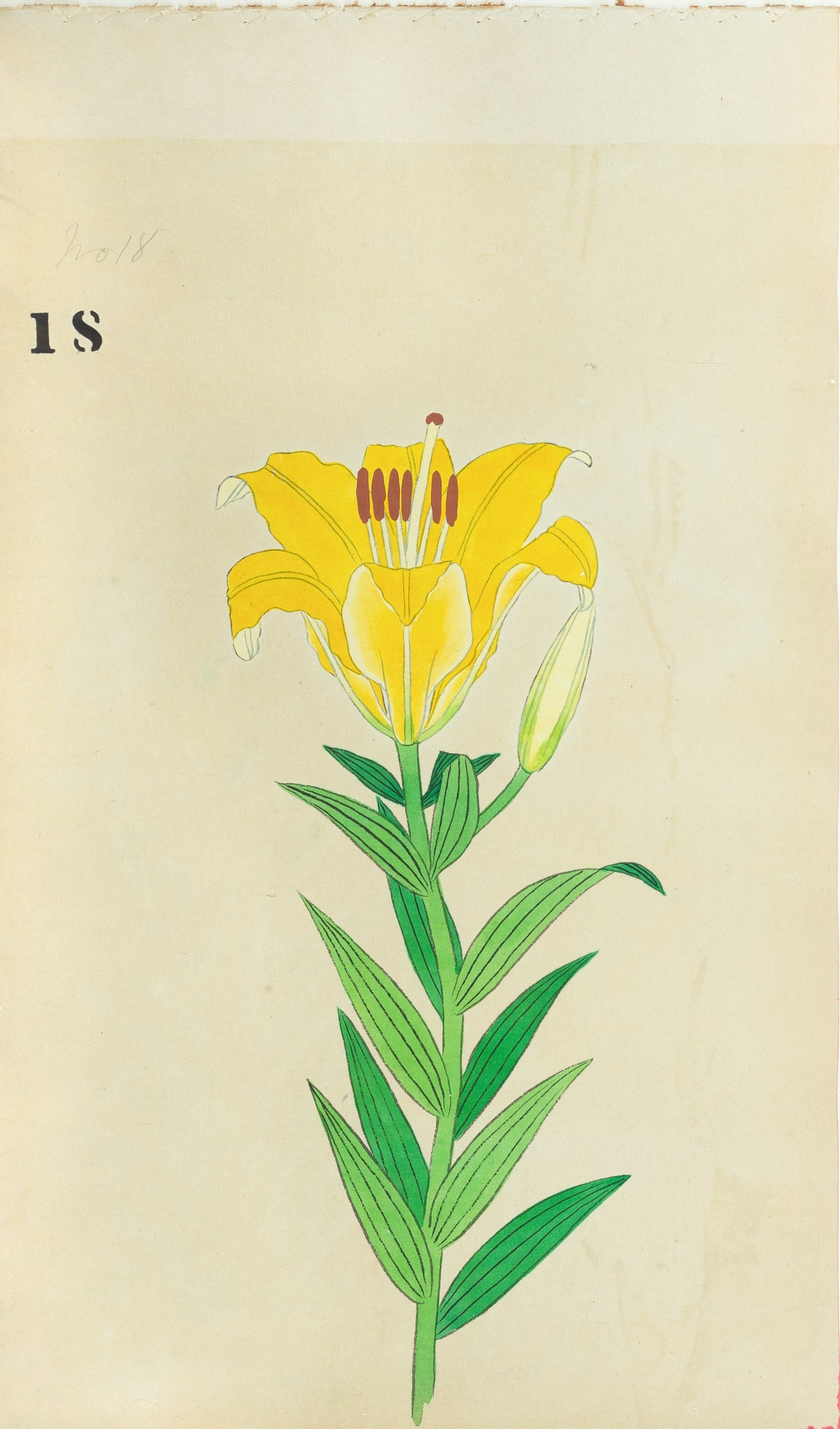 JAPANESE (Late 19th Century) - Lilies 18