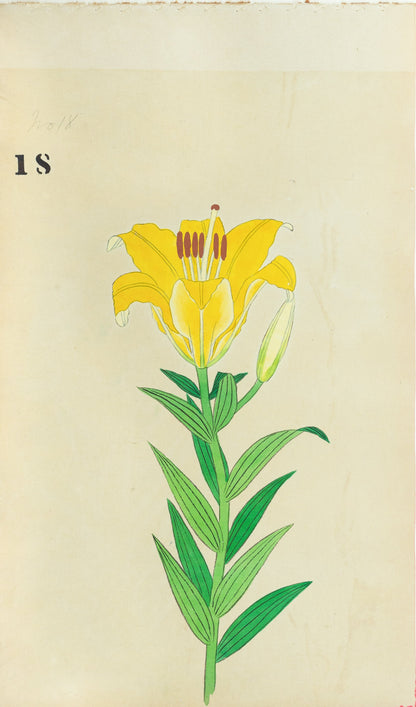 JAPANESE (Late 19th Century) - Lilies 18