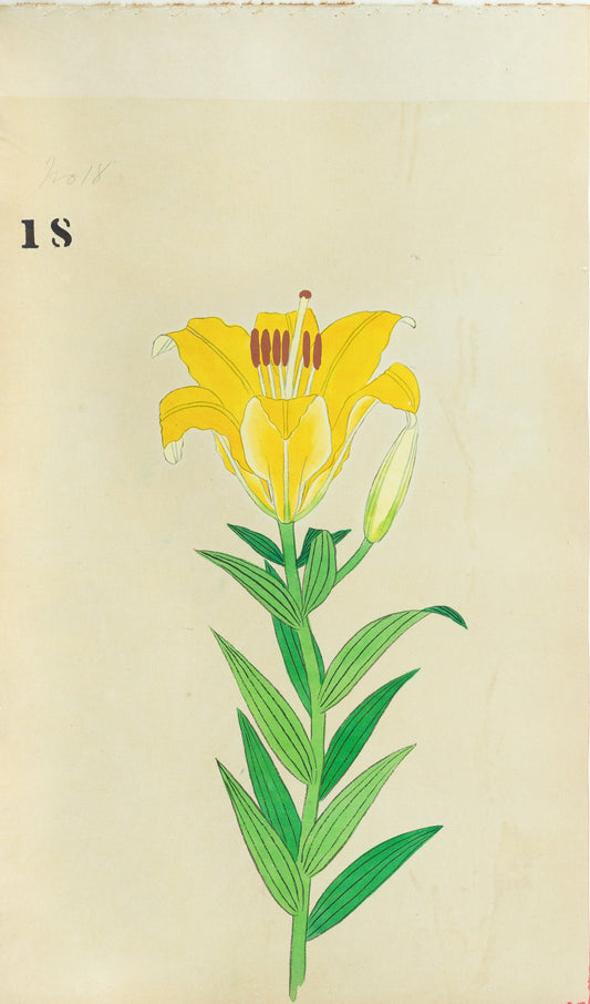 JAPANESE (Late 19th Century) - Lilies 18
